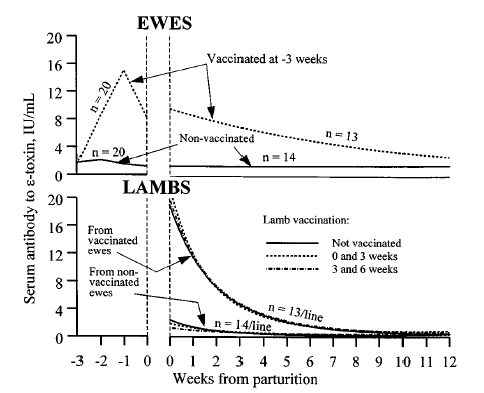Enterotoxemia vaccination in lambs